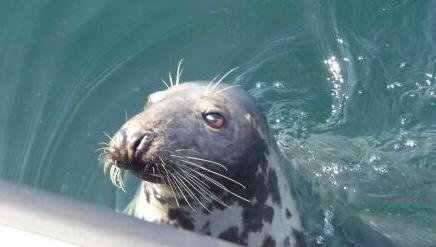 Seal spotting in Looe 