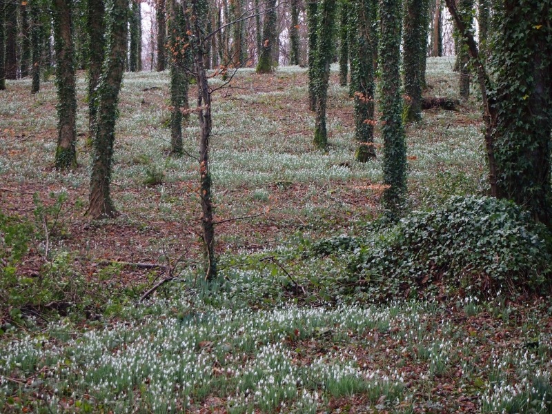 Snowdrops at The Mount, Delamore