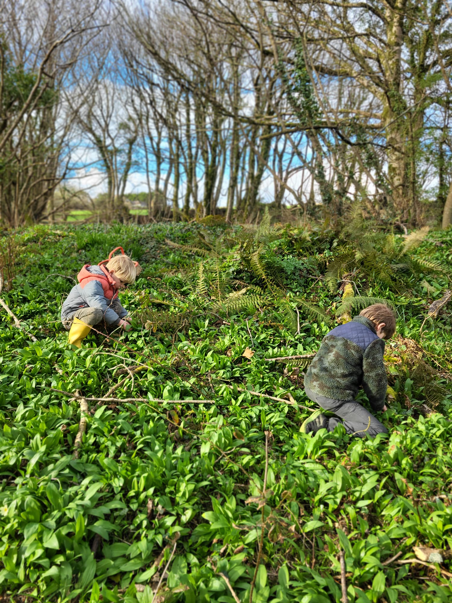 Foraging for wild garlic